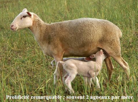 Berrichon de l'Indre -2 agneaux photo GEODE
