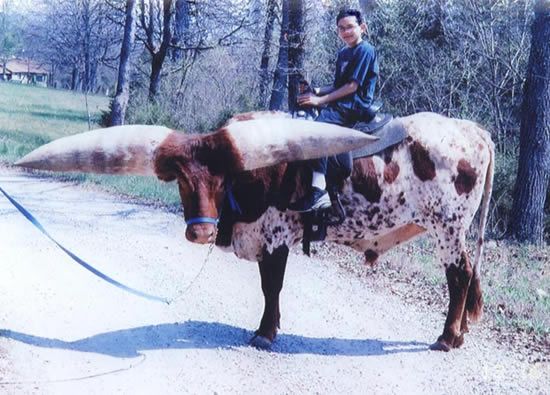 Lurch, taureau Watusi photo rockyridgerefuge