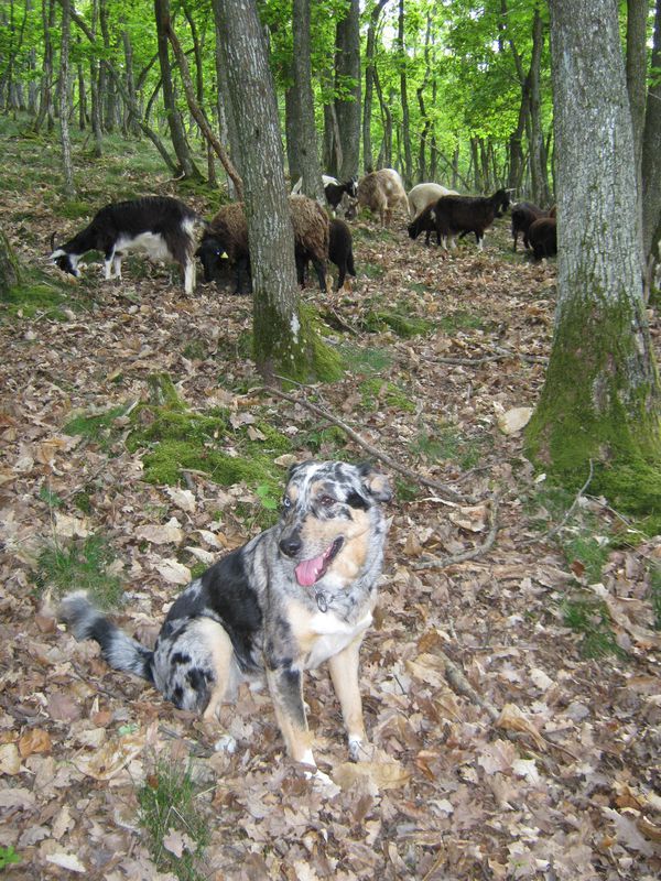 Berger-de-Savoie photo Magali BROSSE