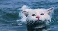 chat-Vav