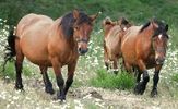 cheval-Auvergne