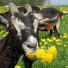 chevre-des-Savoie