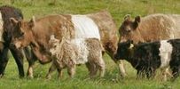 galloway