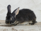 lapin-chèvre