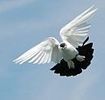 pigeon-culbutant