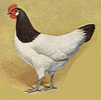poule Lakenvelder poule Lakenfelder