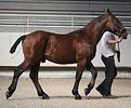 Cheval-Cob