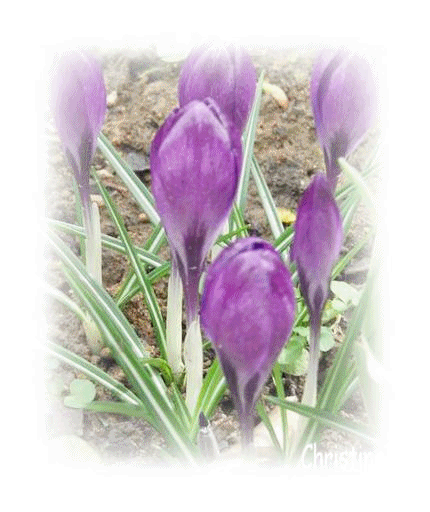 fleurs.gif