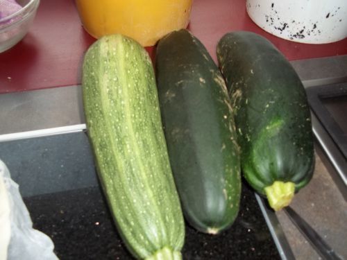 courgettes-jardins.jpg