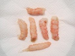 ConchiglioniLangoustineAsperge15