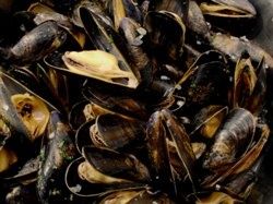 MoulesMarinière12