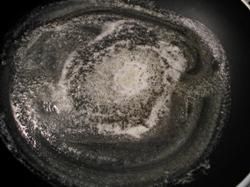 CamembertPommes04