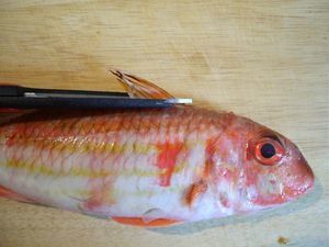 HabillerPoissonRond5