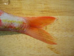 HabillerPoissonRond6