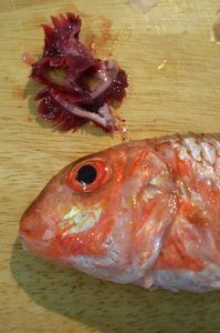 HabillerPoissonRond10bis
