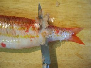HabillerPoissonRond12