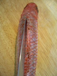 FileterPoissonRond1