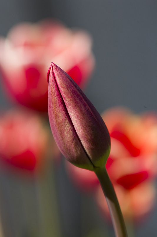 Les-tulipes