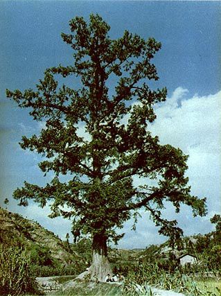 Metasequoia glybstroboides