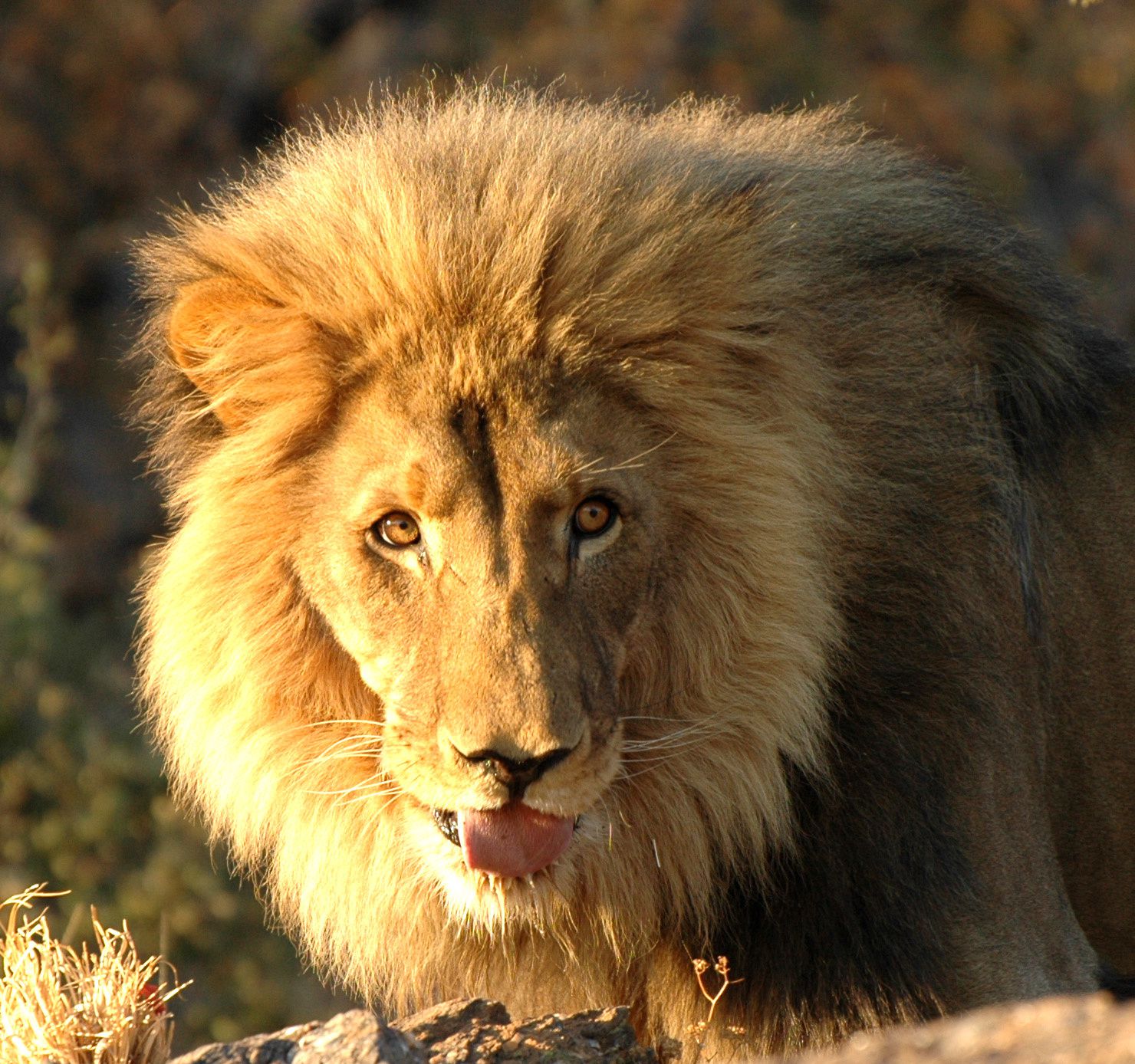 lion_namibie_roi_afrique_animal