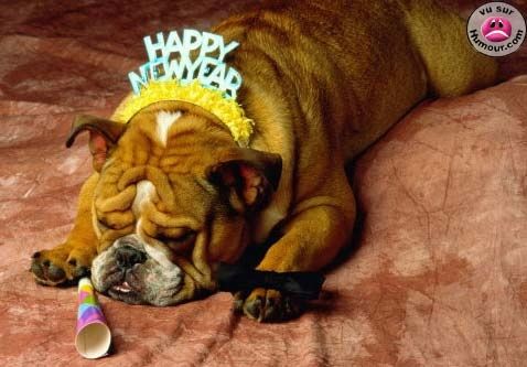 happynewyear_bdog.jpg