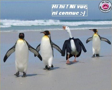 intus-impostera-penguin-copie-2.jpg