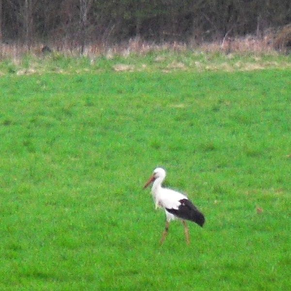 cigogne3.jpg