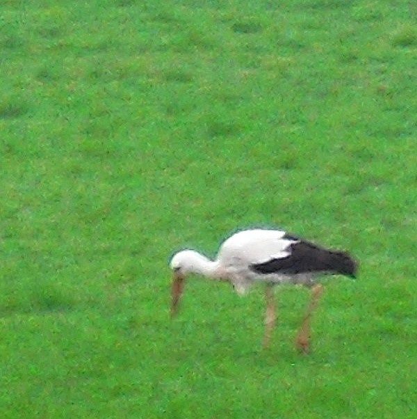 cigogne4.jpg
