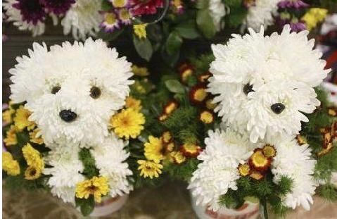 bouquet chien2