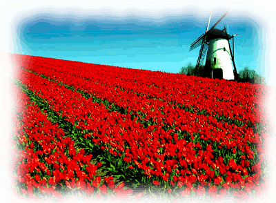hollande-moulin-tulipes.gif