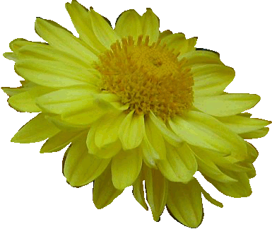fleur-jaune.gif