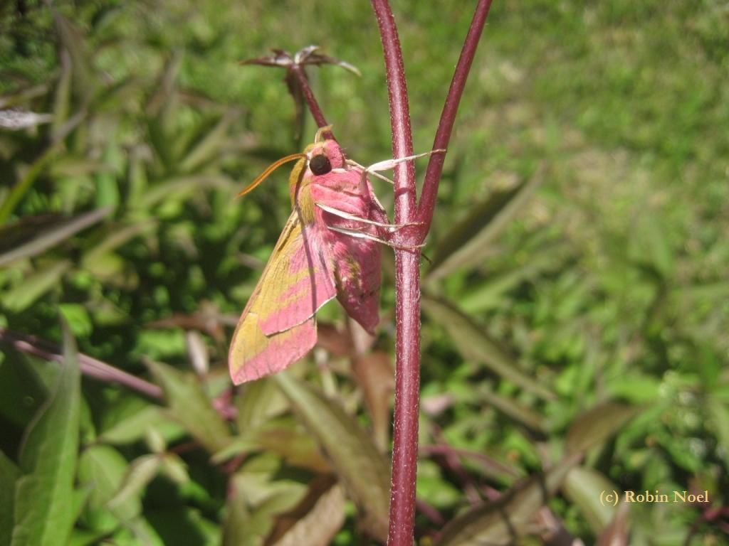 Deilephila elpenor - Entomophilia