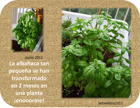 albahaca.png