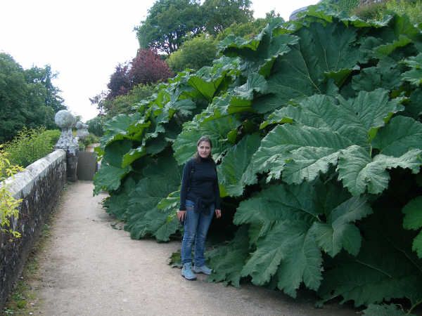 NATURE(S) - Plantes extraordinaires - Gunnera manicata (14)