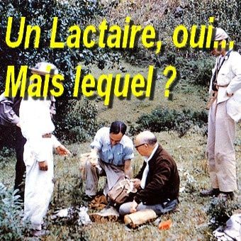 determiner-identifier-les-lactaires-champignons.jpg