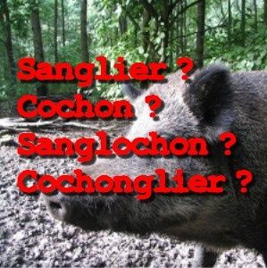cochon sanglier sanglochon cochonglier in paul keirn nature