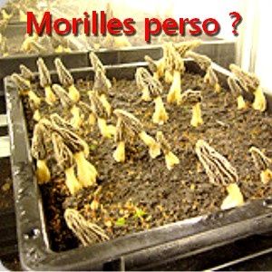 cultiver les morilles chez soi