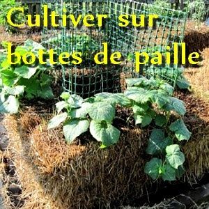 cultiver potager sur bottes de paille - paul keirn