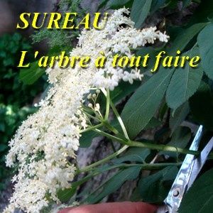 le sureau confitures et recettes