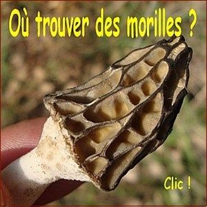 oou trouver les morilles