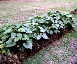 NATURES - Culture sur paille StrawBaleGarden (14.2)