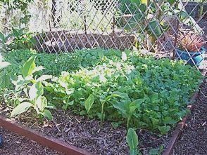 NATURES - Culture sur paille StrawBaleGarden (22)