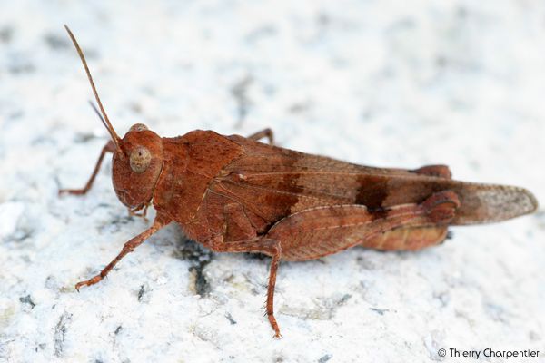 Macro-Ins.15.jpg