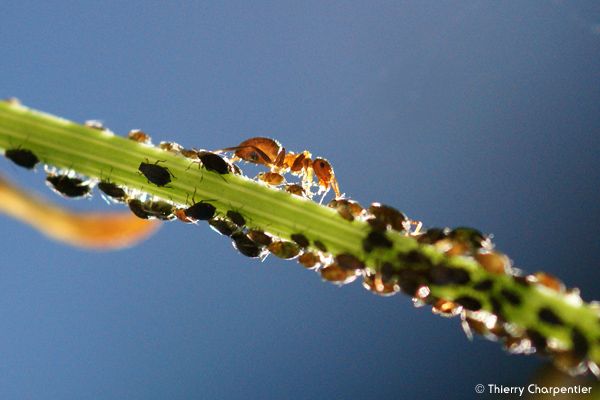 Macro-Ins.2.jpg