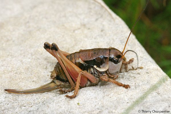 Macro-Ins.6.jpg