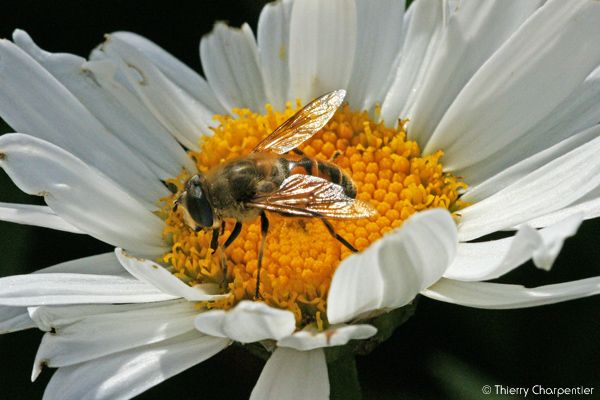 Macro-Ins.7.jpg