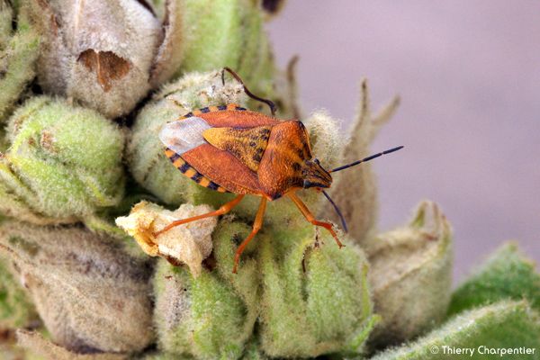 Macro-Ins.9.jpg