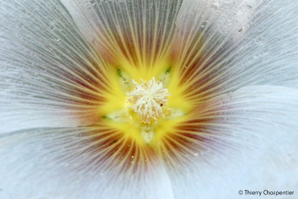 Macro-Veg.4.jpg