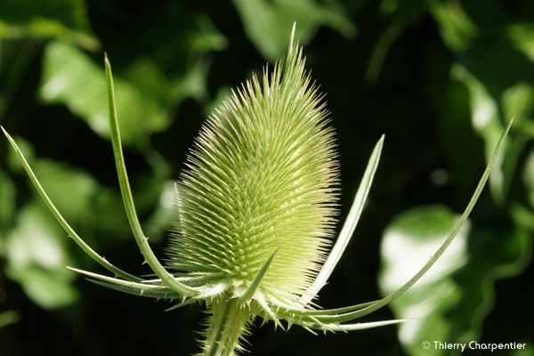 Macro-Veg.8.jpg