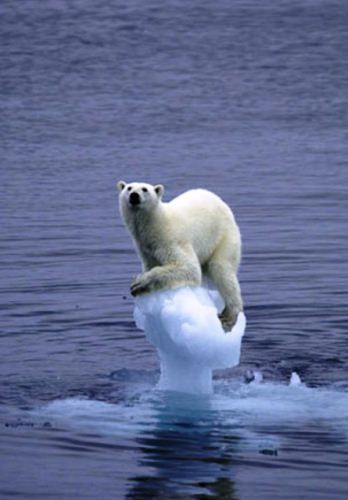 13animal-insolite10-mini